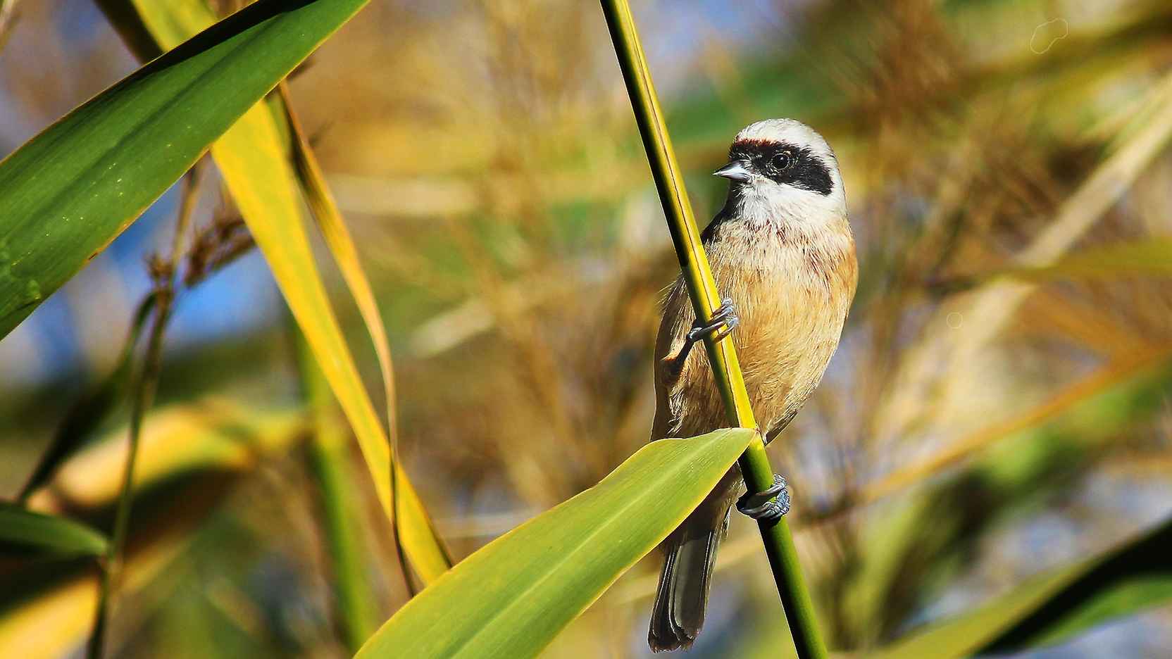 Eurasian Penduline-Tit